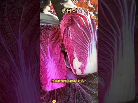 How to Grow Napa/Chinese Cabbage from Seed in Pots - Easy Planting Guide from Seed to Harvest
