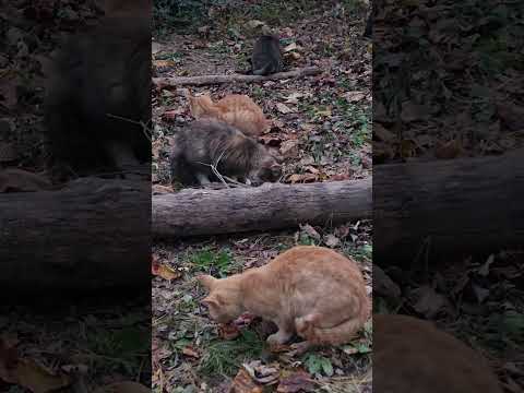 the bell rings for supper for the mountain colony