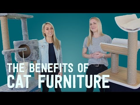 Vets Explain: The Benefits of Cat Furniture