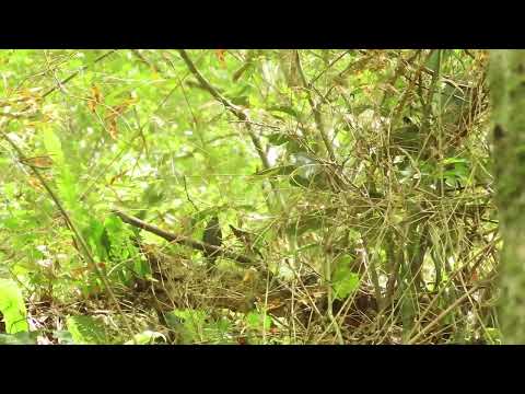 12/11/2025 - Cigarra /Haplospiza unicolor (Valle del Lunarejo - Rivera)