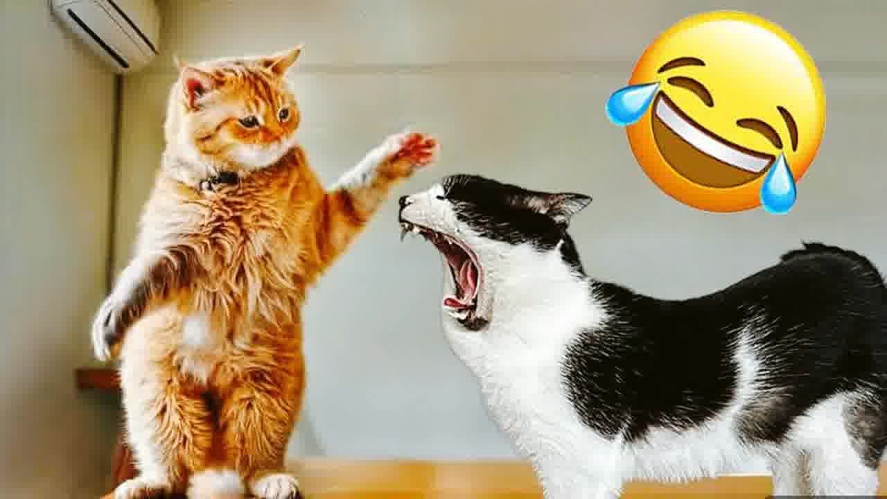 🐈 Funny Dog And Cat Videos 😻 Best Funny Videos compilation Of The Month 🐱