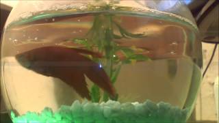 Eluvium- Prelude for time Feelers