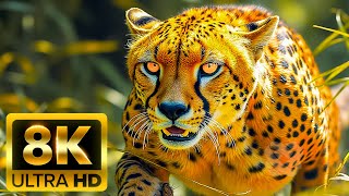 ANIMAL WILDLIFE DISCOVERY - 8K (60FPS) ULTRA HD - With Nature Sounds (Colorfully Dynamic)