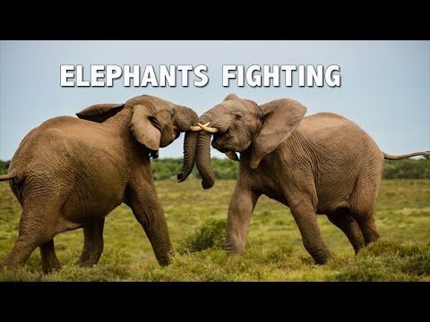 Elephant Face-Off, Three bull African elephants fighting