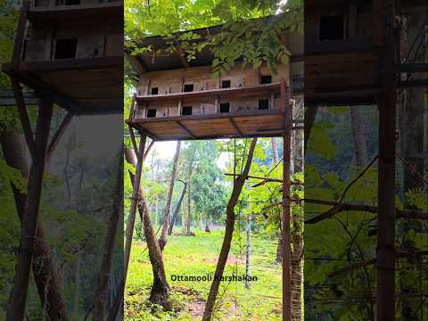 കടന്നൽ കൂടിളക്കി കൂടെടുക്കാൻ പോയപ്പോൾ... #shorts #shortsfeed #cage #pigeon #shortsvideo