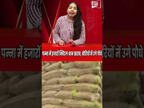 सरकारी गोदाम की भीषण लापरवाही, बोरियों से निकल रहे पौधे #breaking #news #negligence