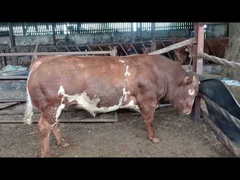 Hybrid Bull