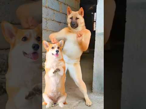 Funny Dog Dance 🐕😂 #dog #puppy #dogdance #puppydance