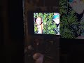 Acapulco Gold filters by Cheech and Chong Michael Banks YouTube
