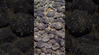 Shark Tooth Fossils! | Nautilus Live