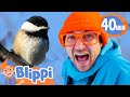 Blippi Learns About Birds And Draws A Bird BEST OF BLIPPI DRAWS Educational Videos For Kids