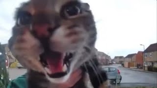 Cover art for mggaow