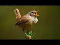 How can this tiny bird have such a powerful voice?