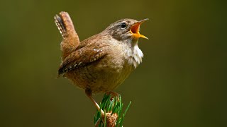 Download lagu Bagaimana burung kecil ini bisa memiliki suara yang begitu kuat? mp3