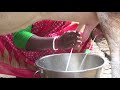 Cow Milking By Village Women