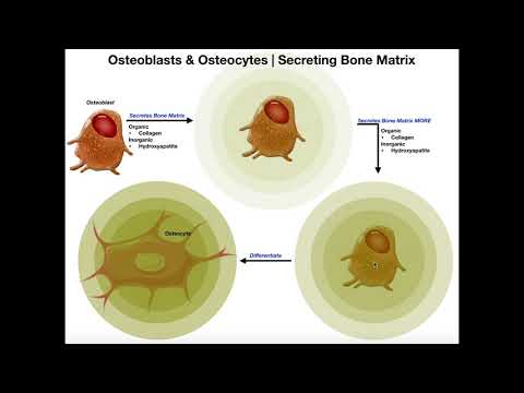 Functions of Osteoblasts & Osteocytes | Organization of the Osteon