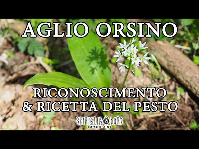 Vidéo Prononciation de aglio orsino en Italien