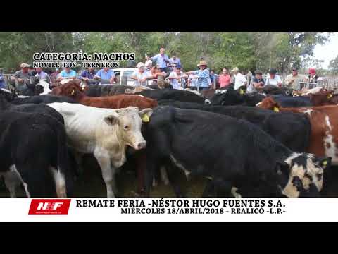 REMATE FERIA: N.H.F. S.A. - REALICÓ -MIÉRCOLES 18 DE ABRIL -TERNEROS-
