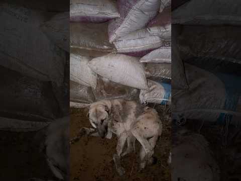 Yukarı köye verdiğim kangalın halini görünce çok üzüldüm