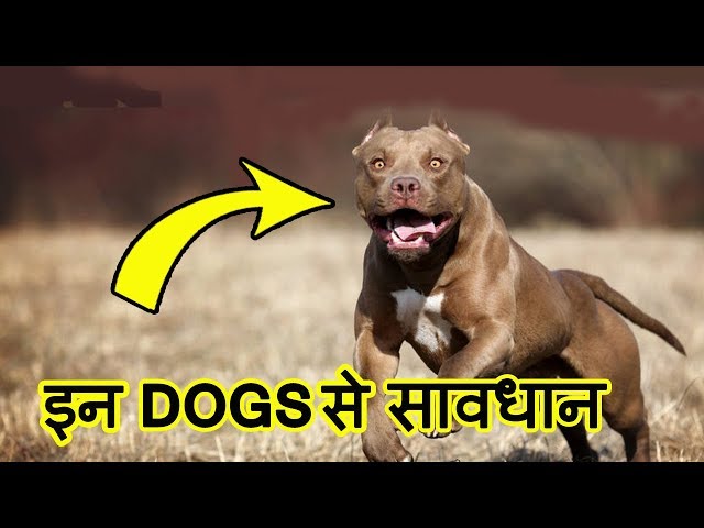 Video Pronunciation of Dogs in English