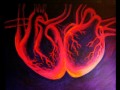 Two hearts beating together 