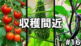 【何もない日常系】お庭のVLOG16