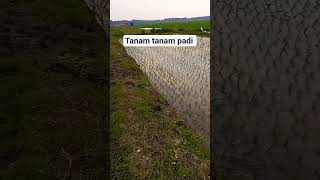 Download lagu tanam padi tumbuh suket teki mp3