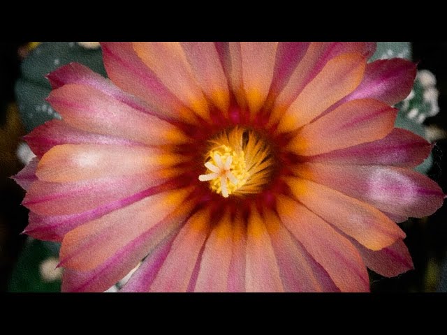  Girl In The Nirvana T-Shirt - Brian Deady