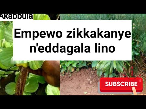 Empewo bweziba zikuluma, kozesa eddagala lino @SSENGABIROOTONEDDAGALA
