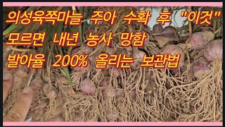 의성육쪽마늘 주아 수확 후 "이것" 모르면 내년 농사 망합니다. 발화율 200% 올리는 보관법과 병해충 예방…