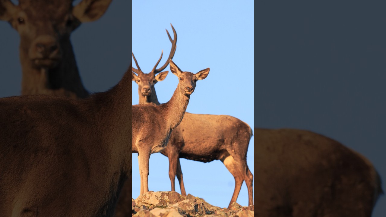 𝐂𝐨𝐧𝐭𝐚𝐫𝐞 𝐠𝐥𝐢 𝐮𝐧𝐠𝐮𝐥𝐚𝐭𝐢🦌🔭🐗