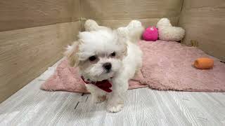 ハーフ犬の動画01