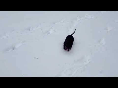 Rocky - PENDING, an adopted Dachshund in Westport, CT_image-1