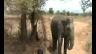 preview picture of video 'Wild Elephant Attack in Udawalawa National Park in Sri Lanka'