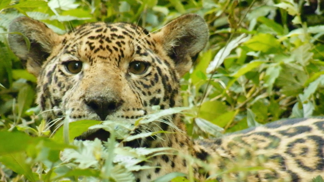 Parque Nacional do Iguaçu - 90 razões para continuar conservando a natureza