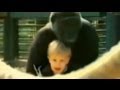 Taapero leikkii gorillan kanssa