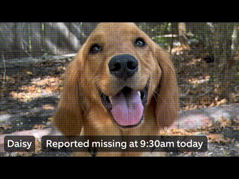 Search Party | A New Way to Neighbor