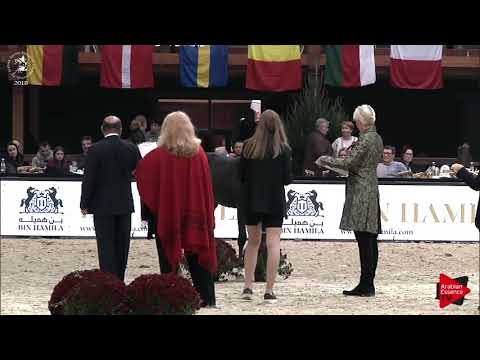 N.116 JT MAGNIFFIQUE - Lier 2018 - Futurity Colts Championship (Class B)