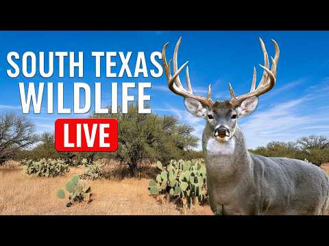 Deer Feeder's - South Texas