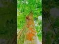 Shorts Ytshorts Viralshorts Trandingshorts Youtube Shorts Meni Blog Itz Subrata Vlogger