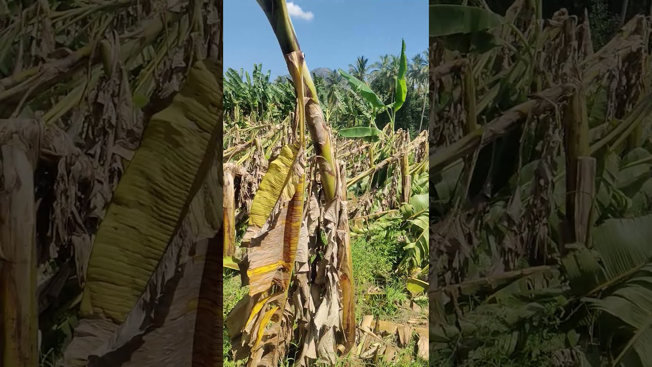 Vazhai Thar 😭🥹 #villagelifestyle #vivasayaarvalargal #vazhai #millionviews#viralshort #8millionviews