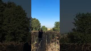 Üveyik Avcılığı &amp; Turtledove Hunting #avcı #huntinglife #turtledoves #hunter #keşfet