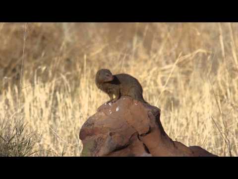 Slender Mongoose on a lookout