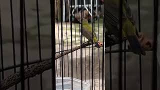 Download lagu suara burung madu sriganti@D.Hewan.#kicauan#burung#madusriganti#burungcantik#duniahewan#shots mp3 Download lagu suara burung madu sriganti@D.Hewan.#kicauan#burung#madusriganti#burungcantik#duniahewan#shots mp3