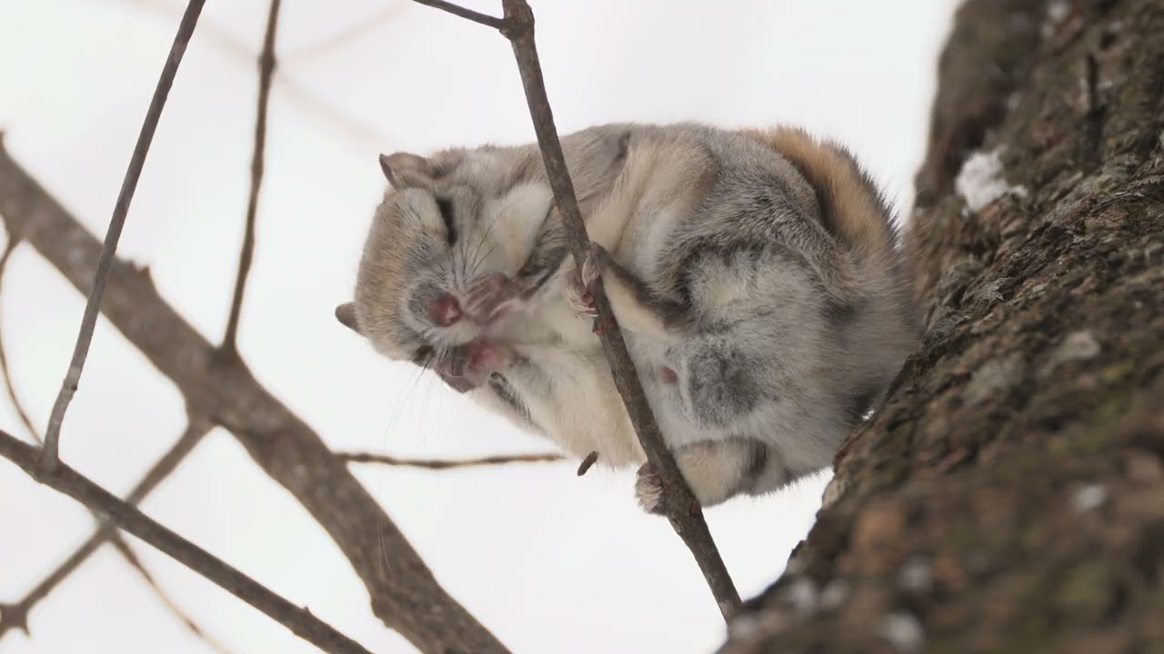 ちょっと今日は悲しい気持ち ＝ ワンカットの森