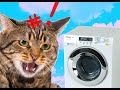 Cat Hates The Washing Machine