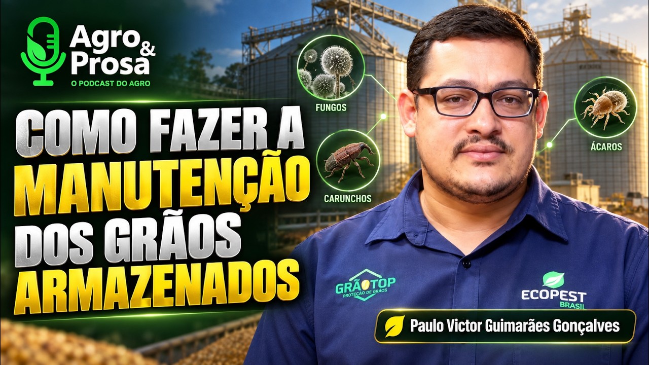 Calor e umidade elevam risco de pragas no milho armazenado
