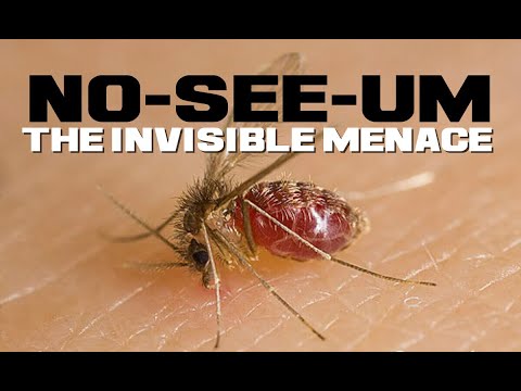 10 No-see-um Facts - The Uber Mosquito - Animal a Day N Week