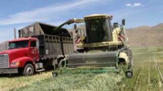 preview picture of video 'Krone BigX 1000 chopping wheat in California USA'