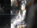 Bhagwan Buddha S Sacred Piprahwa Relics Come Home After Over A Century Watch This Rare Moment